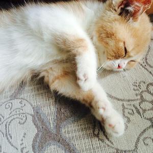 重生士兵的雌性征服日志
