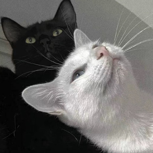 重生士兵的雌性征服日志
